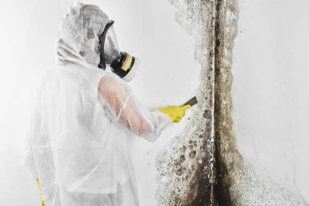 Best Attic Mold Removal  in Larch Y, WA