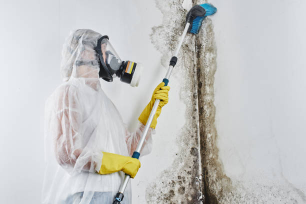 Best Emergency Mold Removal  in Larch Y, WA