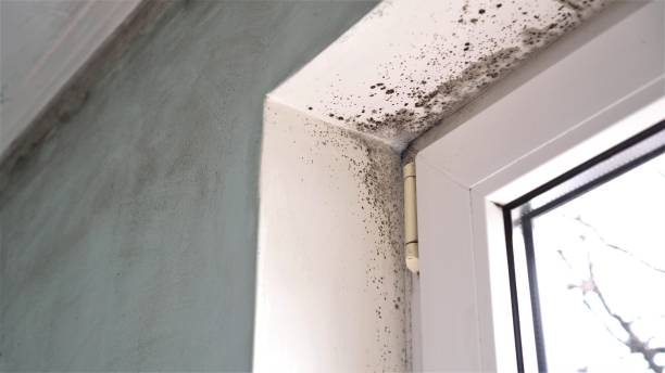Best Fast Mold Removal  in Larch Y, WA
