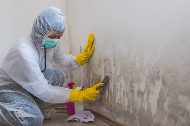 Best Mold Remediation Experts  in Larch Y, WA
