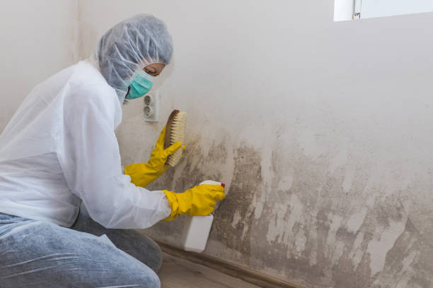 Best Mold Cleaning Services  in Larch Y, WA