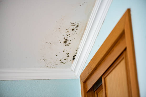 Best Same-Day Mold Removal  in Larch Y, WA