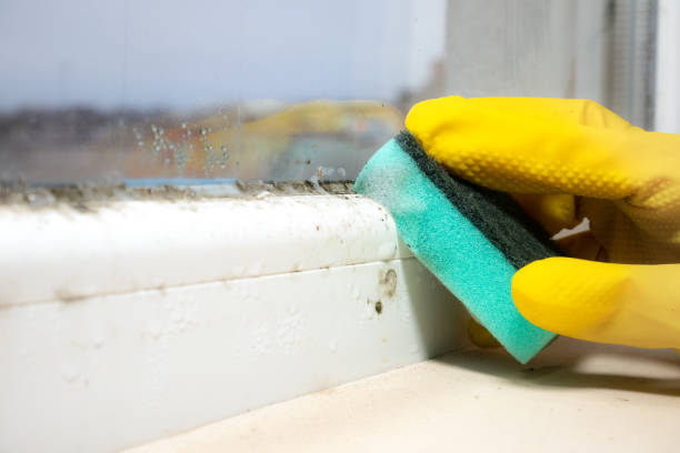 Best Home Mold Removal  in Larch Y, WA