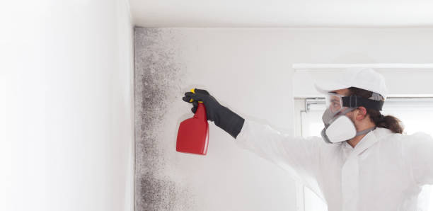 Mold Removal and Inspection in Larch Way, WA
