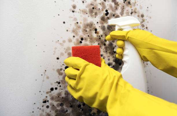  Larch Y, WA Mold Removal Pros