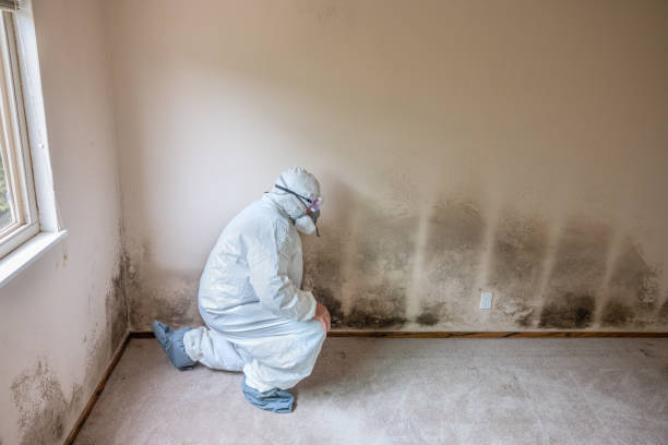 Best Black Mold Removal  in Larch Y, WA
