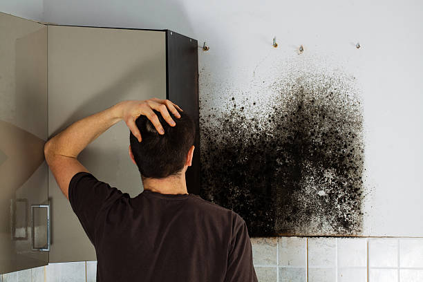 Best Professional Mold Removal  in Larch Y, WA