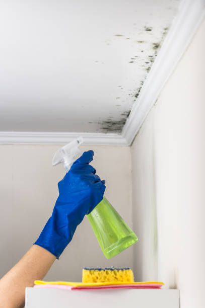 Home Mold Removal in Larch Way, WA